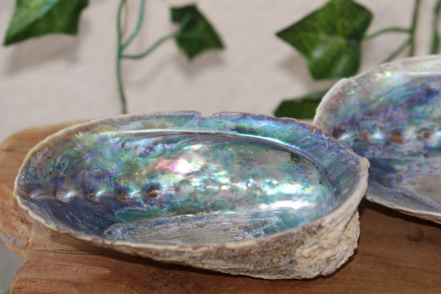 Coquille d’ormeau