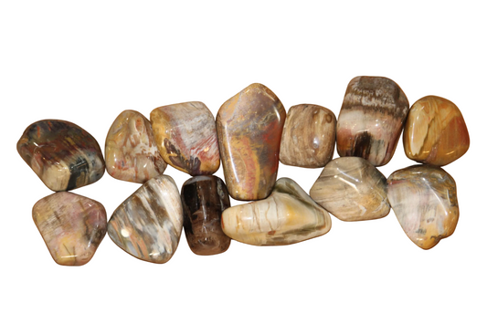 Bois fossilisé (pierre roulée)